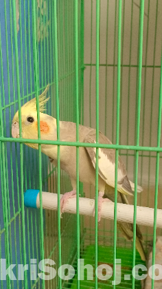 Cokotail bird